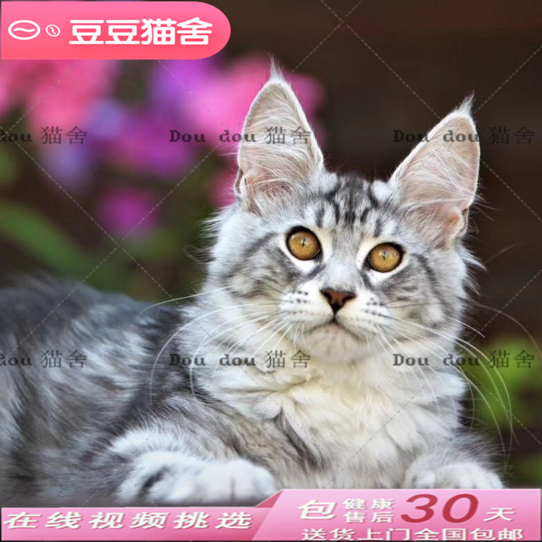缅因猫活体 宠物猫棕虎斑纯种缅因库恩猫活体烟灰色大型 缅因幼猫在类目 宠物/宠物食品及用品, 仓鼠类及其它小宠, 仓鼠中 - 来自Buy2taobao.com提供专业的淘宝代购服务