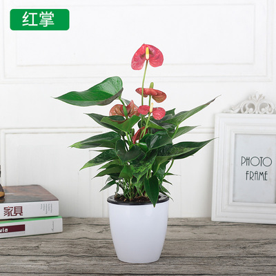 绿萝盆栽水培植物玻璃瓶绿植红掌白掌粉掌室内植物发财树桌面盆栽