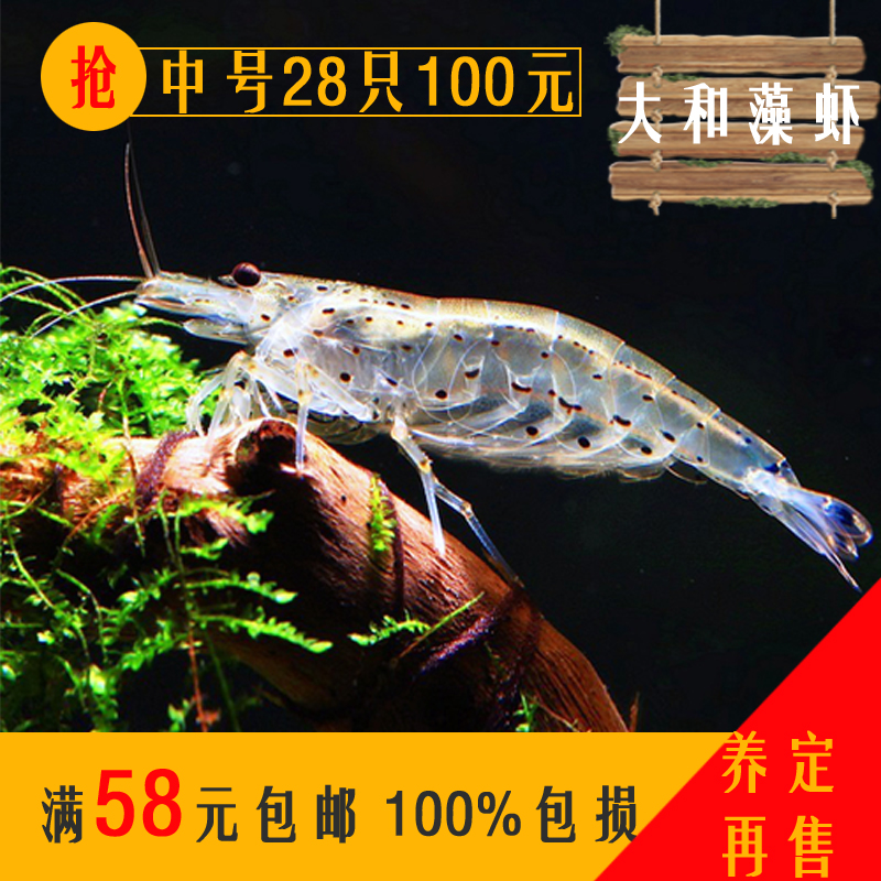 台产大河藻虾 大和沼虾除藻虾清洁除藻丝藻克星虾草缸在类目 宠物/宠物食品及用品, 水族世界, 虾中 - 来自Buy2taobao.com提供专业的淘宝代购服务