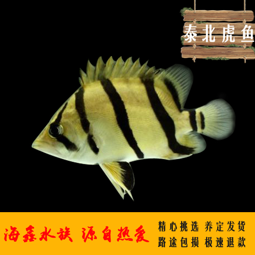 精品虎鱼泰国纯三纹虎鱼泰北虎印尼虎四纹虎鱼风水龙鱼搭配鱼活体|ruв категории животное/Животное питание и принадлежностей, аквариум мира, рыба - от Buy2taobao.com для оказания профессиональной услуги покупки агента Taobao