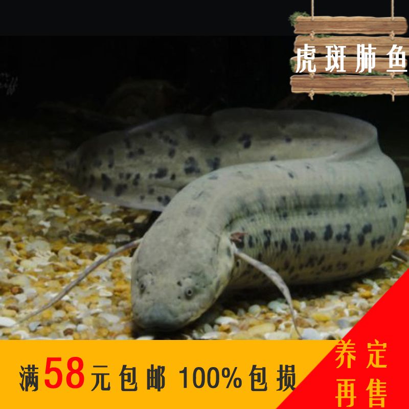 热带鱼中大型鱼肺鱼合集非洲长身芝麻虎斑活体包邮|ruв категории животное/Животное питание и принадлежностей, аквариум мира, рыба - от Buy2taobao.com для оказания профессиональной услуги покупки агента Taobao