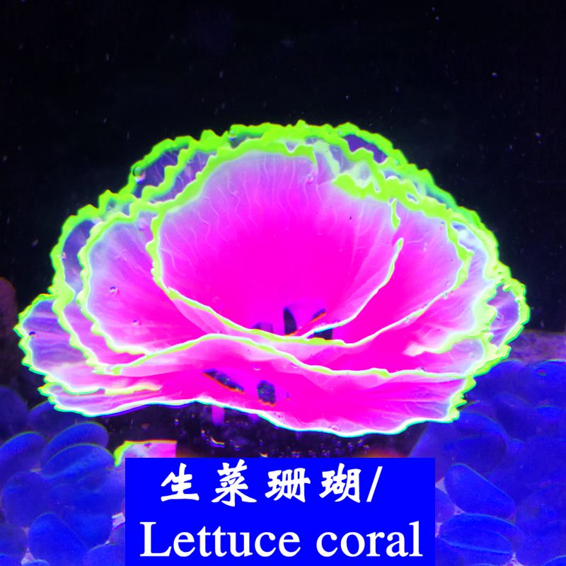 originality Aquarium ornament Home Furnishing Landscaping Festival fish tank simulation Aquatic herb Botany fluorescence Lettuce Coralin the Festive supplies/Gift , Wedding Themes/Props , Wedding silk flower category - from Buy2taobao.com to provide professional Taobao agent buy service