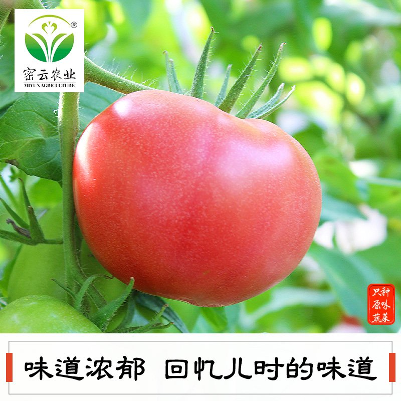 密云农家新鲜自种番茄自然熟绿色无公害蔬菜纯天然沙瓤西红柿|ruв категории водной мясо/свежие фрукты и овощи/еда, свежие овощи/овощной продукции, свежие овощи, другие - от Buy2taobao.com для оказания профессиональной услуги покупки агента Taobao