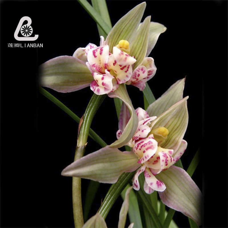 Gold Coast Tie flowers Dianlan Hualien Samaranch Famous Study Evergreen Green plant bonsaiin the Flower delivery/Flowers simulation/Plants gardening , Flowers/Potted plants (New) , Flowers  category - from Buy2taobao.com to provide professional Taobao agent buy service