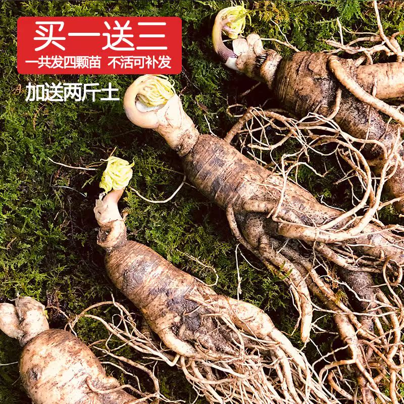 【一份发四支】人参苗东北长白山新鲜小人参盆栽人参种子活苗在类目 传统滋补营养品, 参类滋补品, 人参/园参中 - 来自Buy2taobao.com提供专业的淘宝代购服务