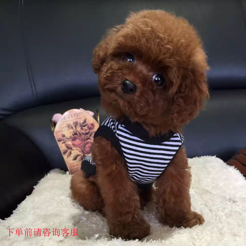 出售純種棕色泰迪幼犬活體寵物狗狗貴賓犬小體積犬小型犬泰迪狗狗在類目 寵物/寵物食品及用品, 寵物生活服務, 寵物訓練中 - 來自Buy2taobao.com提供專業的淘寶代購服務