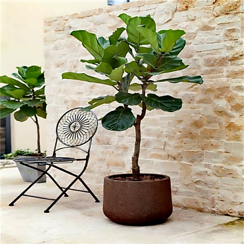 Ficus lyrata a living room large Botany Green plant Flower Pot bonsai Clean air formaldehyde Evergreenin the Flower delivery/Flowers simulation/Plants gardening , Flowers/Potted plants (New) , Plants category - from Buy2taobao.com to provide professional Taobao agent buy service