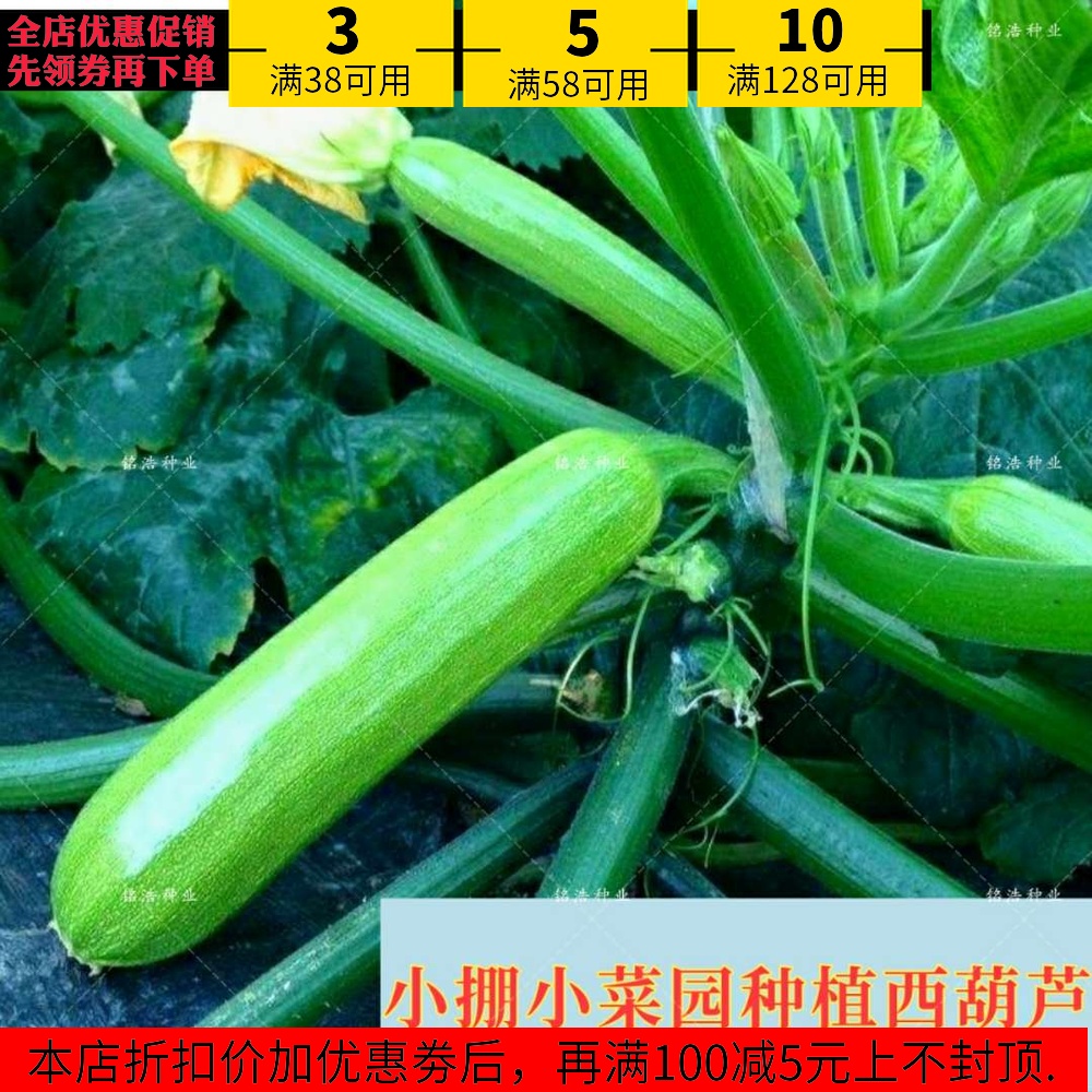 Squash seed Vegetable seed Melon seeds Secret code Female flower High yield Precocious Virus Shed Vegetable garden plantin the Agricultural goods , Seed/Seedlings , Vegetable Seeds category - from Buy2taobao.com to provide professional Taobao agent buy service