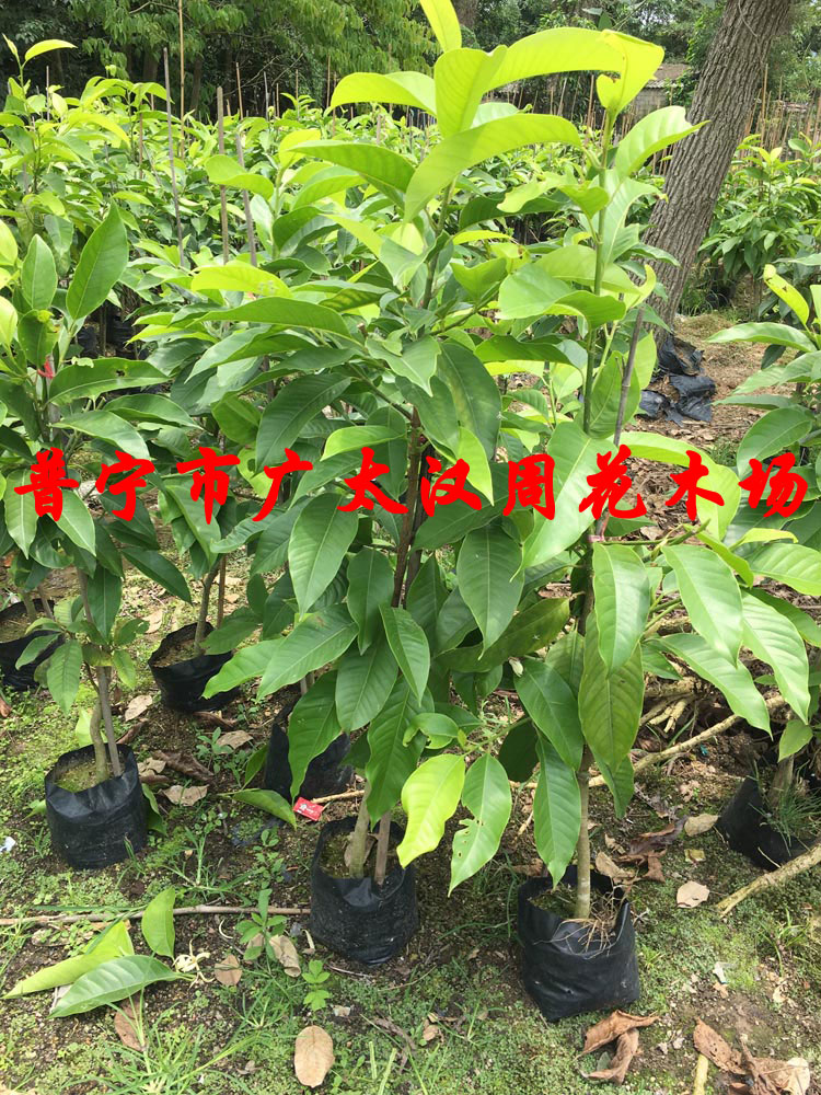 白玉兰树苗黄桷兰当年开花庭院别墅绿化观赏风景树苗南方树苗在类目 鲜花速递/花卉仿真/绿植园艺, 花园植物/行道树/果树, 行道树/乔木中 - 来自Buy2taobao.com提供专业的淘宝代购服务