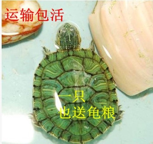 彩色乌龟 活 的 小3-14cm宠物乌龟 冷水龟 适合小朋友养的小动物在类目 宠物/宠物食品及用品, 水族世界, 龟/鳖中 - 来自Buy2taobao.com提供专业的淘宝代购服务