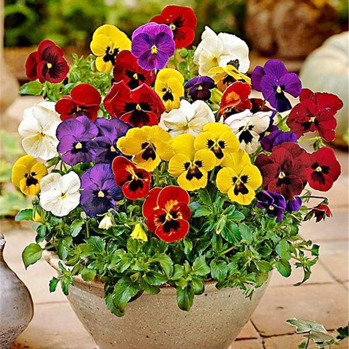 flowers and plants seed Cold-resistant Big flower Pansy seed spring and autumn sow outdoor Flower Pot Plant seedsin the Flower delivery/Flowers simulation/Plants gardening , Flowers/Fruits and vegetables/Lawn seed (New) , Home & Garden Seeds category - from Buy2taobao.com to provide professional Taobao agent buy service