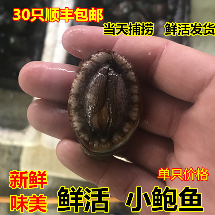 海鲜水产鲜活小鲍鱼大鲍鱼海捕新鲜深海野生鲍鱼在类目 水产肉类/新鲜蔬果/熟食, 海鲜/水产品/制品, 贝类, 鲍鱼中 - 来自Buy2taobao.com提供专业的淘宝代购服务