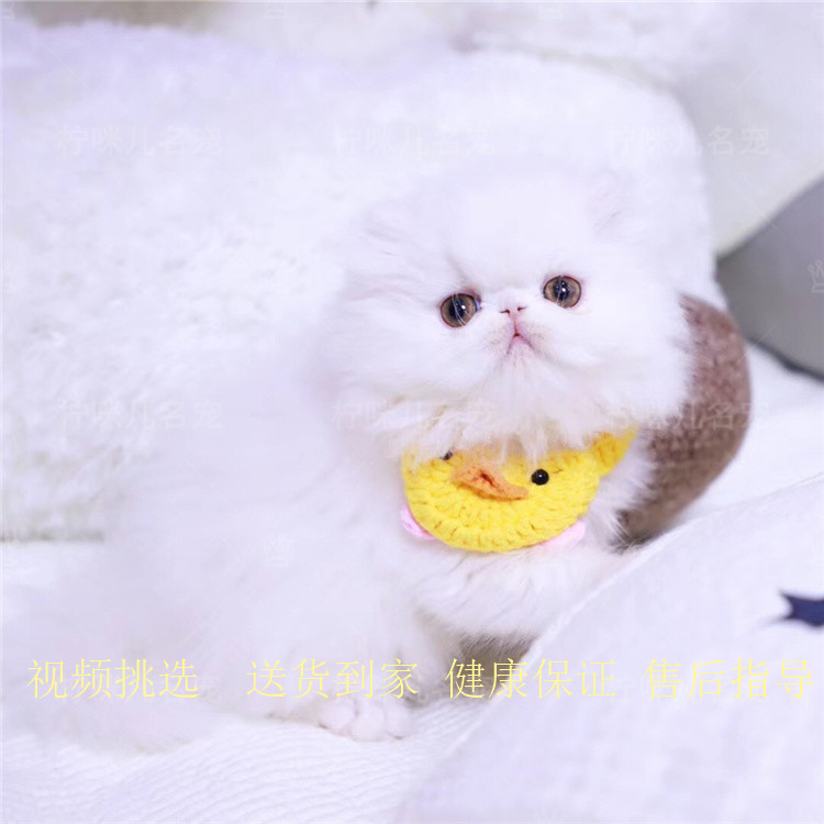 纯种波斯猫活体纯白波斯猫异国长毛猫加菲猫幼猫异瞳赛级宠物猫咪在类目 宠物/宠物食品及用品, 猫咪中 - 来自Buy2taobao.com提供专业的淘宝代购服务