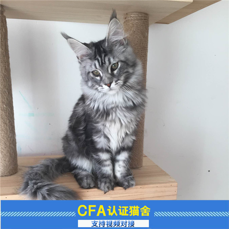 缅因猫活体纯种巨型宠物猫外形霸气银虎斑大体型幼猫|ruв категории животное/Животное питание и принадлежностей, кошка - от Buy2taobao.com для оказания профессиональной услуги покупки агента Taobao