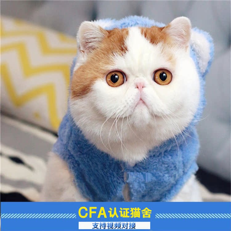 Sell Garfield Exotic Shorthair Garfield Thoroughbred yellow White Garfield Pet cat Kittens living thingin the Pet/Pet food and supplies , Kitty category - from Buy2taobao.com to provide professional Taobao agent buy service