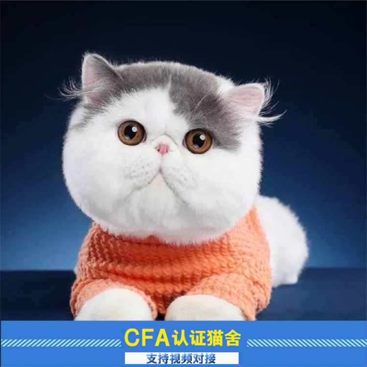 加菲猫活体幼猫 纯种肥猫咪 红白加菲宠物梵文大尾巴波斯猫小奶猫在类目 宠物/宠物食品及用品, 猫咪中 - 来自Buy2taobao.com提供专业的淘宝代购服务
