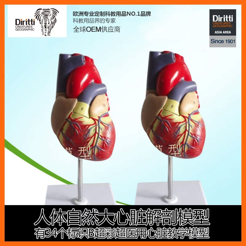 Human nature Cardiac anatomy Model Yes 34 identification B- Ultrasound medical heart teaching Modelin the Electronic Dictionary/Electronic paper book/Stationery , Teaching demonstration/Display notices supplies , Teaching equipment/Experimental Equipment category - from Buy2taobao.com to provide professional Taobao agent buy service