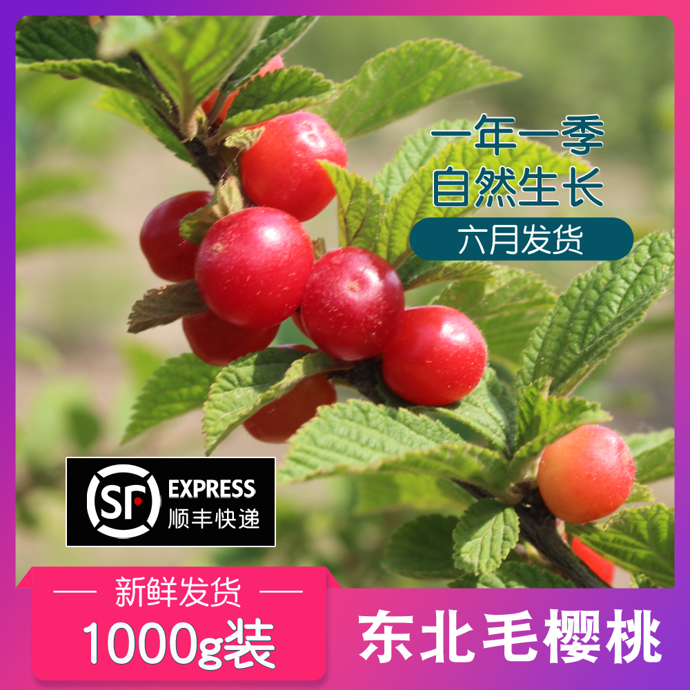 东北毛樱桃新鲜水果2斤野生山樱桃1kg农家非大樱桃1000g空运发货|msdalam kategori daging perikanan/Buah-buahan segar dan sayur-sayuran/dimasak, buah-buahan segar, ceri/ceri - dari Buy2taobao.com untuk memberikan perkhidmatan ejen Taobao profesional membeli