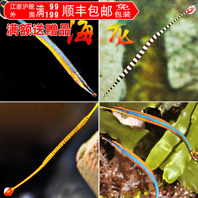 绿海龙斑节海龙趴趴海龙环纹海龙蓝线海龙热带海水鱼活体静风听海在类目 宠物/宠物食品及用品, 水族世界, 鱼中 - 来自Buy2taobao.com提供专业的淘宝代购服务