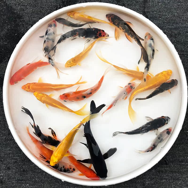 Ornamental fish living thing Koi Goldfish Aquarium Pets Tricolor Taisho Showa Koi Red and white gold Koiin the Pet/Pet food and supplies , Aqua World , Fish category - from Buy2taobao.com to provide professional Taobao agent buy service