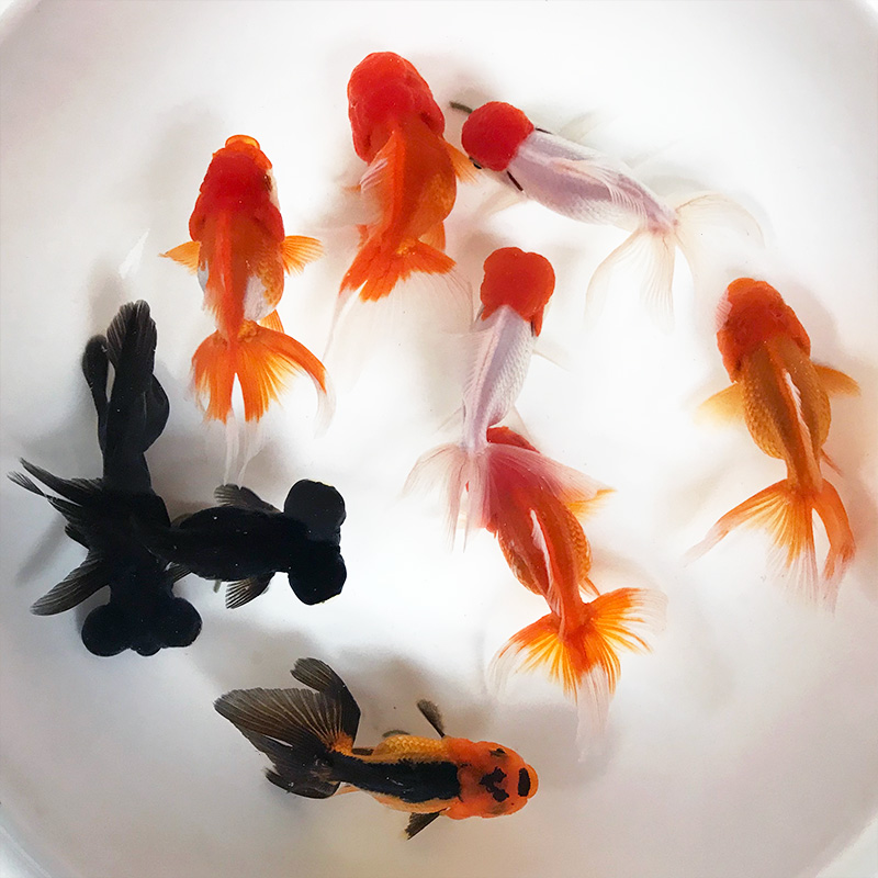 观赏鱼活体金鱼水族宠物顶红鸿运当头红狮珍珠泰狮黑龙睛大金鱼在类目 宠物/宠物食品及用品, 水族世界, 鱼中 - 来自Buy2taobao.com提供专业的淘宝代购服务