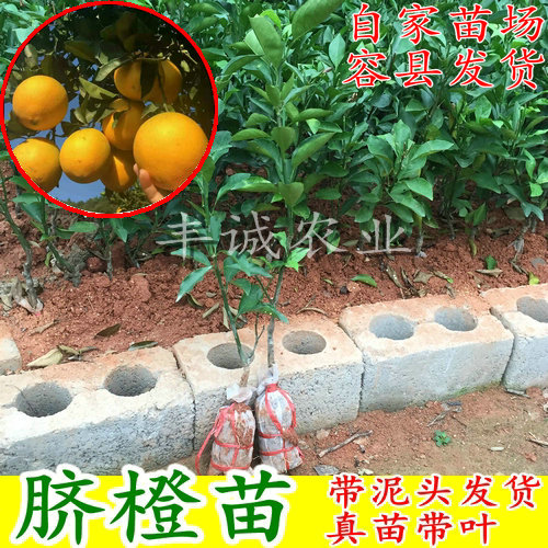 Orange seedlings Orange seedlings Navel orange seedlings grafting Newhall Cara Red meat Blood Orangein the Flower delivery/Flowers simulation/Plants gardening , Garden Plants/Trees/Fruit tree, Fruit tree category - from Buy2taobao.com to provide professional Taobao agent buy service