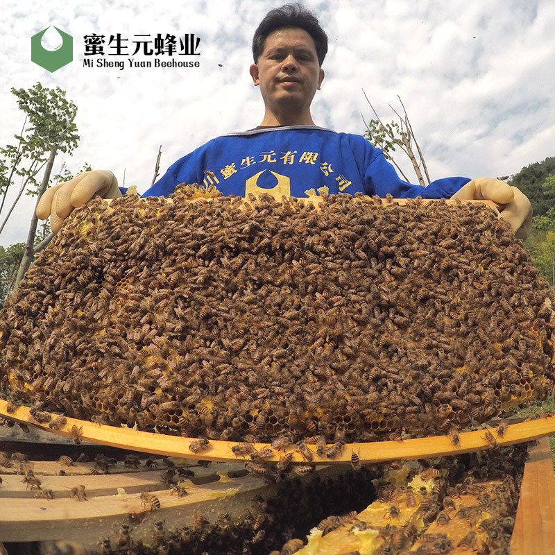 中蜂蜂群出售阿坝蜜蜂活体土蜂优质中蜂蜂王种王带子脾带蜂箱包邮|ruв категории животное/Животное питание и принадлежностей, других домашних животных, других домашних животных - от Buy2taobao.com для оказания профессиональной услуги покупки агента Taobao