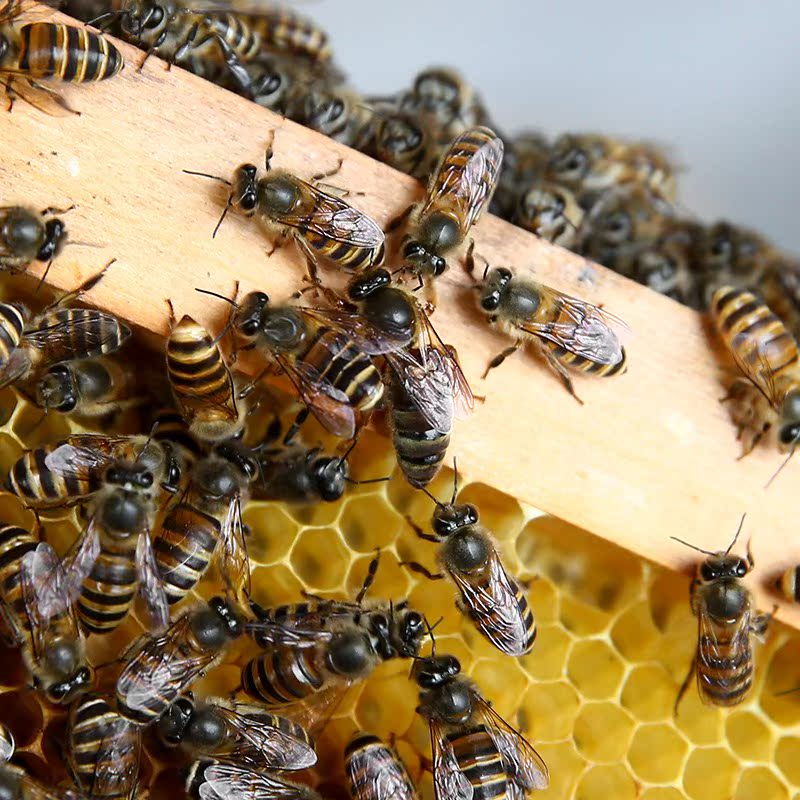 Queen bee of Chinese bee high quality High yield honeybee living thing Spawning Double color Hybridization Mating wild black Virginin the Pet/Pet food and supplies , Other pets , Other pets category - from Buy2taobao.com to provide professional Taobao agent buy service
