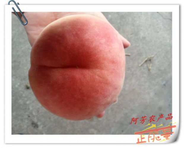 上海南彙水蜜桃 桃王6~7兩*8個桃子新鮮水果大團蜜露PK陽山水蜜桃在類目 水產肉類/新鮮蔬果/熟食, 新鮮水果, 桃中 - 來自Buy2taobao.com提供專業的淘寶代購服務