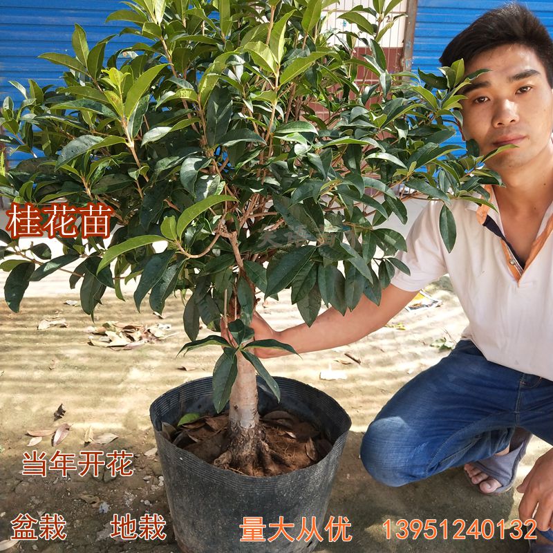 桂花树苗 嫁接桂花苗 庭院盆栽地栽苗四季桂金桂丹桂沉香桂花树在类目 鲜花速递/花卉仿真/绿植园艺, 花园植物/行道树/果树, 行道树/乔木中 - 来自Buy2taobao.com提供专业的淘宝代购服务