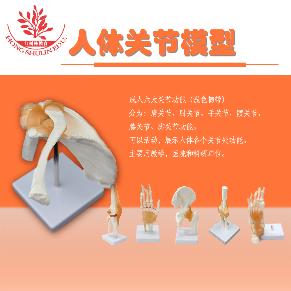 直销人体6大关节肩手肘胯膝脚关节功能模型骨骼附韧带 人关节模型|msdalam kategori peralatan pejabat/Supplies/Perkhidmatan yang berkaitan, Supplies lain, lain - dari Buy2taobao.com untuk memberikan perkhidmatan ejen Taobao profesional membeli