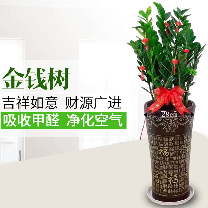 金钱树盆栽深圳大型绿植公司开业乔迁送礼四季常青客厅办公室植物在类目 鲜花速递/花卉仿真/绿植园艺, 花卉/绿植盆栽(新), 大型绿植/成品组合盆栽中 - 来自Buy2taobao.com提供专业的淘宝代购服务