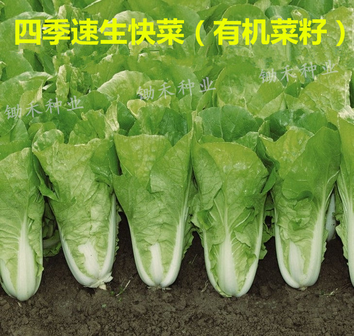 20天速生快菜小白菜种子阳台盆栽有机蔬菜种孑农家四季播快菜种子在类目 农用物资, 种子/种苗, 蔬菜种子中 - 来自Buy2taobao.com提供专业的淘宝代购服务