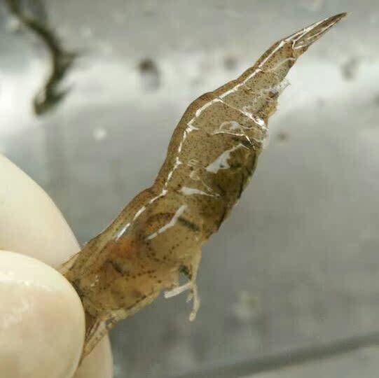 南漪湖原生态新鲜 野生草虾明虾青虾白虾小河虾鲜活速冻速运500g|msdalam kategori daging perikanan/Buah-buahan segar dan sayur-sayuran/dimasak, makanan laut/produk akuatik/produk, ikan air tawar - dari Buy2taobao.com untuk memberikan perkhidmatan ejen Taobao profesional membeli