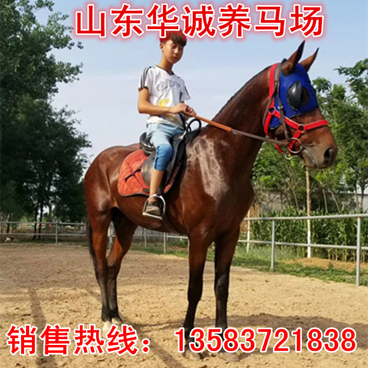 马活体活马出售幼马真马骑乘马宠物小矮马活体大型马匹蒙古马马驹|ruв категории животное/Животное питание и принадлежностей, лошадь класса и принадлежностей, лошадь - от Buy2taobao.com для оказания профессиональной услуги покупки агента Taobao