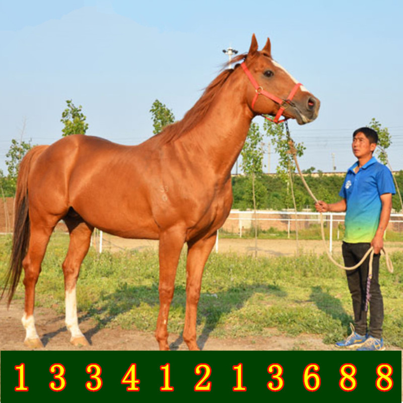 living thing Ride a horse Scenic spot Ride a horse Pets Foot horse living thing Pony Pocket horse Coltsin the Pet/Pet food and supplies , Equine and supplies , Horse category - from Buy2taobao.com to provide professional Taobao agent buy service