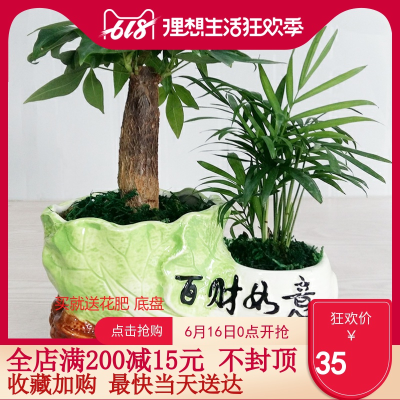 红花汇发财树组合盆栽绿植盆景 室内招财前台桌面防辐射盆栽|ruв категории доставка цветов/цветок моделирования/растения садоводства, цветок/растения в горшках (новый), растения - от Buy2taobao.com для оказания профессиональной услуги покупки агента Taobao
