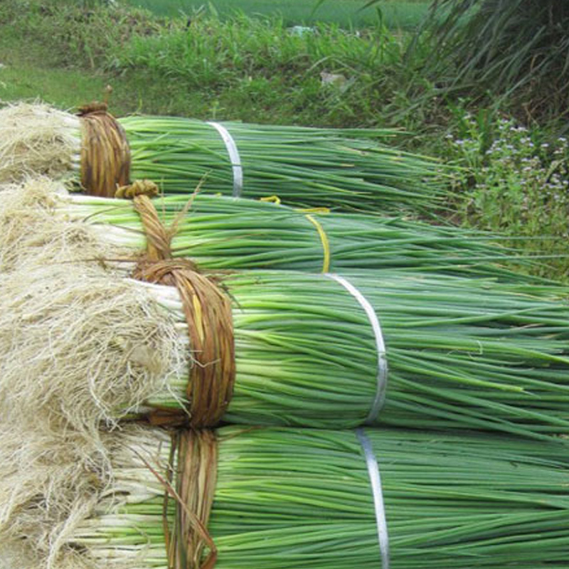 Four seasons Shallot seed Small shallot seed Four seasons balcony Potted plant Chive Ota Onion Shallot seedin the Home accessories , Mural category - from Buy2taobao.com to provide professional Taobao agent buy service