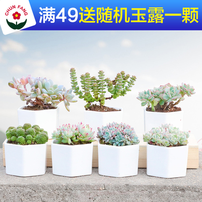 多肉园艺室内多肉植物批发办公室新手组合小盆栽黑法师萌肉肉套餐