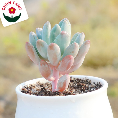 灯美人多肉植物老桩迷你办公室抗辐射绿植净化空气组合盆栽满包邮