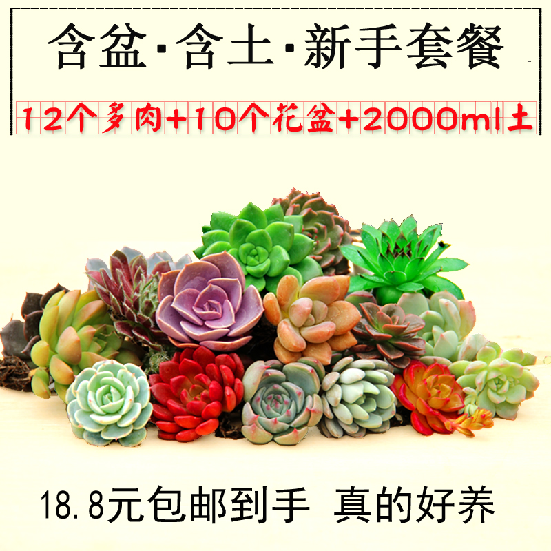 新手套餐多肉植物办公室内防辐射组合多肉盆栽花卉送花盆送土包邮|msdalam kategori penghantaran bunga/bunga simulasi/tumbuhan berkebun, bunga/Tumbuh-tumbuhan tumbuh-tumbuhan pasu (baru), succulents - dari Buy2taobao.com untuk memberikan perkhidmatan ejen Taobao profesional membeli