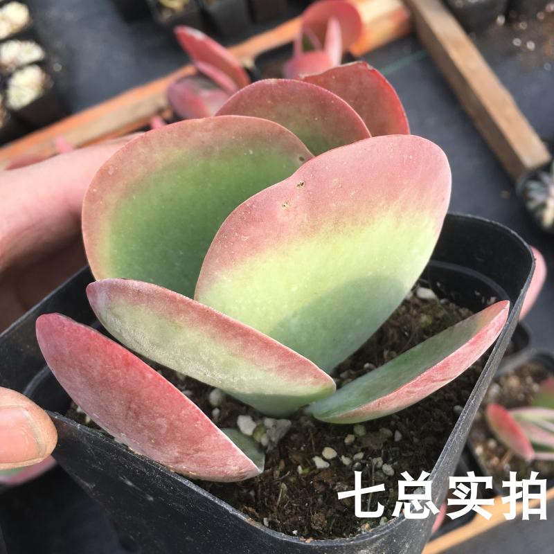 【七总】多肉,唐印,红色单头,状态好,组合盆栽花卉植物绿植|ruв категории доставка цветов/цветок моделирования/растения садоводства, цветок/растения в горшках (новый), Суккуленты - от Buy2taobao.com для оказания профессиональной услуги покупки агента Taobao