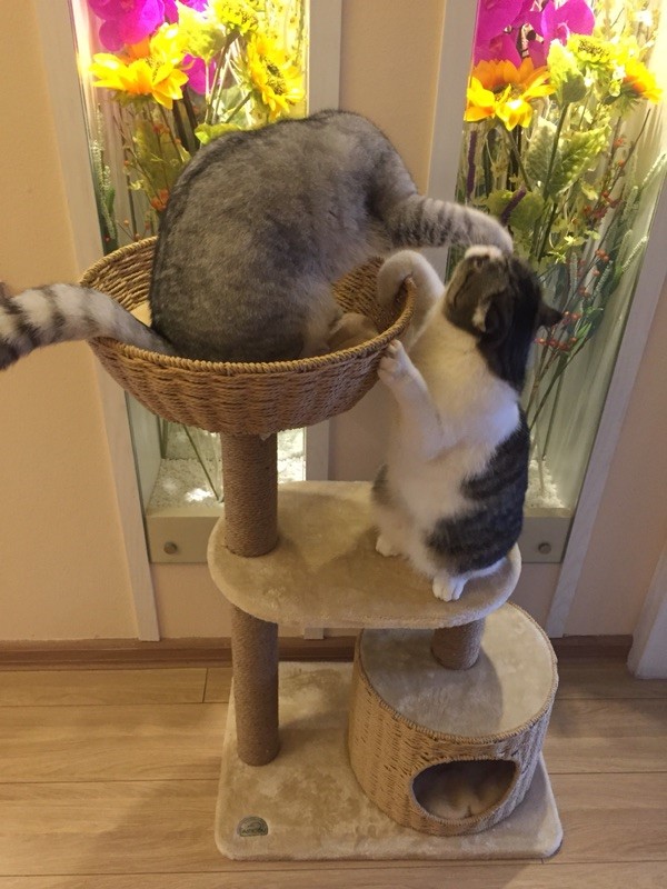 新款编制猫爬架剑麻猫窝猫树猫屋猫架猫跳台猫家具出口猫咪用品在类目 宠物/宠物食品及用品, 猫/狗玩具, 猫爬架中 - 来自Buy2taobao.com提供专业的淘宝代购服务