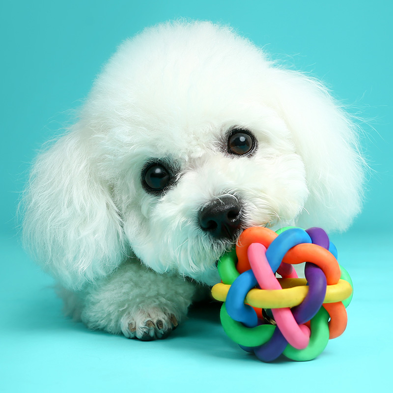 Colorful bell ball Pet Toys Toy dog Toys Plastic braided balls Bell Ball medium , pleasein the Pet/Pet food and supplies , Cat/Dog Toys , Rubber Ball/Ball Toys category - from Buy2taobao.com to provide professional Taobao agent buy service