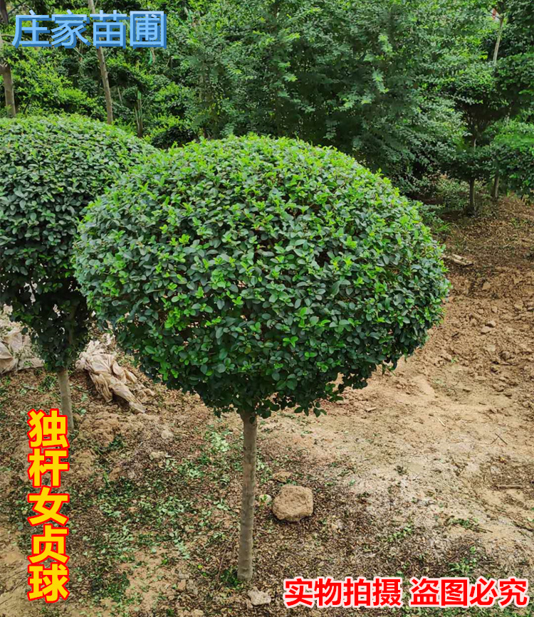 小叶女贞造型盆景树桩球形树苗庭院别墅绿化植物小区绿化苗木在类目 鲜花速递/花卉仿真/绿植园艺, 花园植物/行道树/果树, 观叶 /花灌木中 - 来自Buy2taobao.com提供专业的淘宝代购服务
