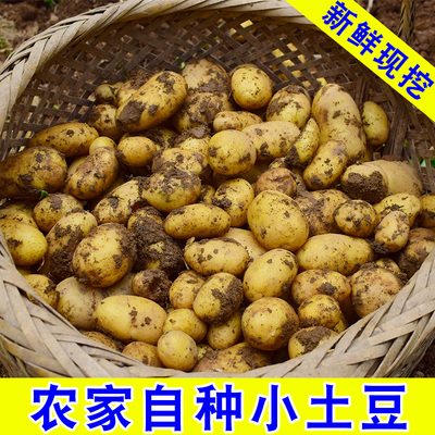 【现挖】小土豆5斤新鲜土豆农家自种马铃薯湖北高山现挖黄心包邮