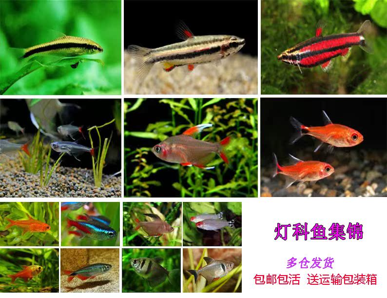 灯科活体热带观赏鱼神仙宝莲灯斑马淡水鱼清道夫红绿灯小型热带鱼|msdalam kategori haiwan peliharaan/makanan haiwan dan bekalan, Aquarium World, ikan - dari Buy2taobao.com untuk memberikan perkhidmatan ejen Taobao profesional membeli