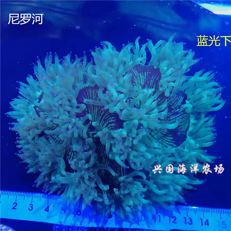尼羅河珊瑚 小醜魚海水魚缸觀賞活體海葵快遞包活lps興國海洋農場在類目 寵物/寵物食品及用品, 水族世界, 魚中 - 來自Buy2taobao.com提供專業的淘寶代購服務