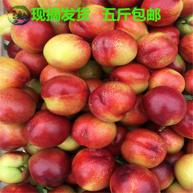现货5斤黄心油桃自然成熟新鲜现摘水果水蜜桃现摘黄肉油桃黄桃|ruв категории водной мясо/свежие фрукты и овощи/еда, свежие фрукты, персик - от Buy2taobao.com для оказания профессиональной услуги покупки агента Taobao