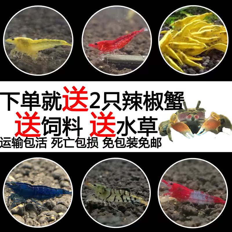 观赏虾活体除藻虾水晶虾樱花虾极火虾宠物虾工具虾活体清洁虾免邮|ruв категории животное/Животное питание и принадлежностей, аквариум мира, креветки - от Buy2taobao.com для оказания профессиональной услуги покупки агента Taobao
